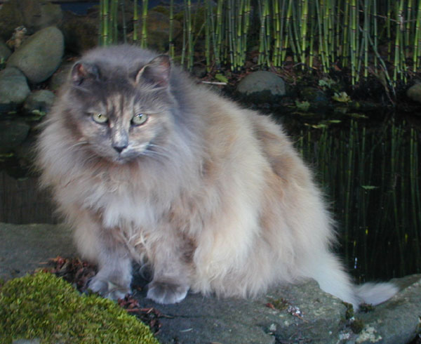 Boo at the pond